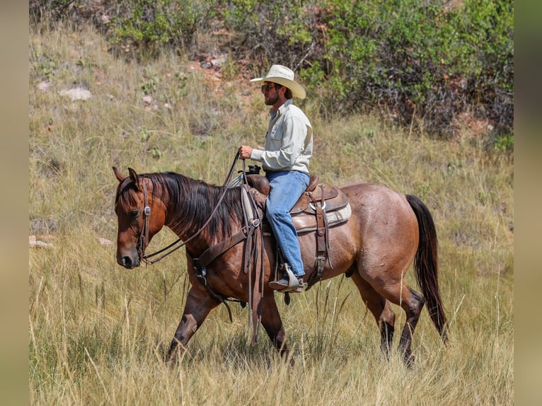 American Quarter Horse Wallach 6 Jahre 157 cm Roan-Bay in Ranger