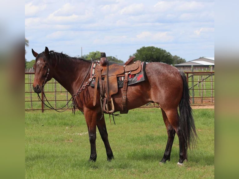 American Quarter Horse Wallach 6 Jahre 157 cm Roan-Bay in Lipan TX