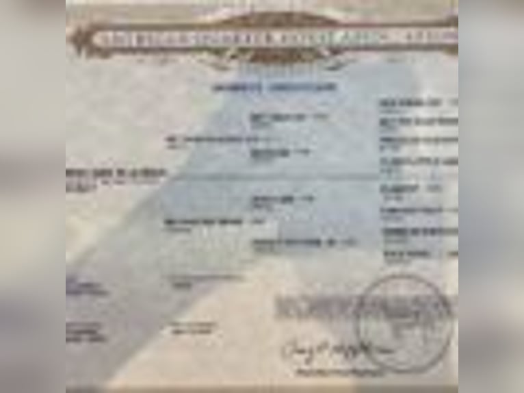 American Quarter Horse Wallach 6 Jahre 157 cm Roan-Bay in Lipan TX