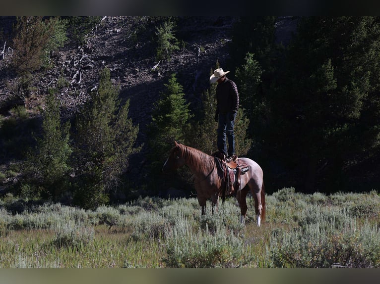 American Quarter Horse Wallach 6 Jahre 157 cm Roan-Red in Mount Vernon, TX