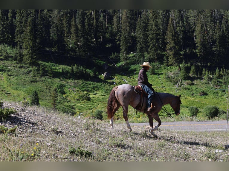 American Quarter Horse Wallach 6 Jahre 157 cm Roan-Red in Mount Vernon, TX