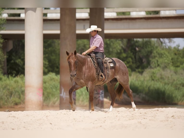 American Quarter Horse Wallach 6 Jahre 157 cm Roan-Red in Waco, TX