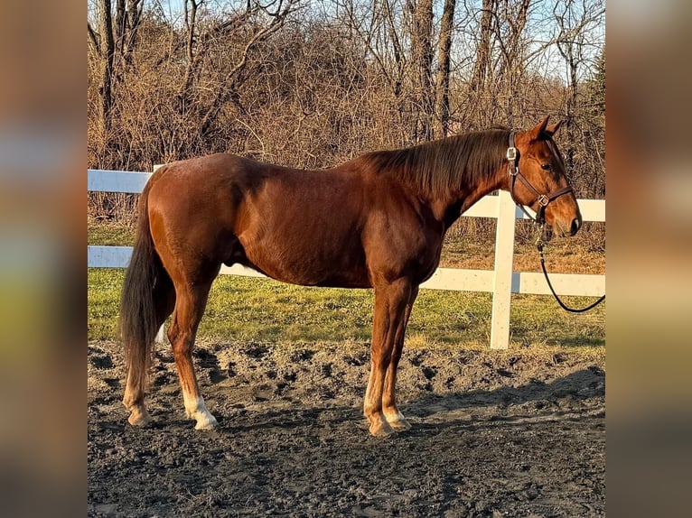 American Quarter Horse Wallach 6 Jahre 157 cm Roan-Red in Northfield, MA