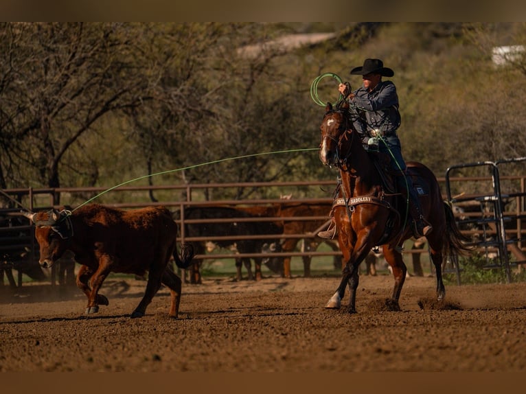 American Quarter Horse Wallach 6 Jahre 157 cm Rotbrauner in Congress