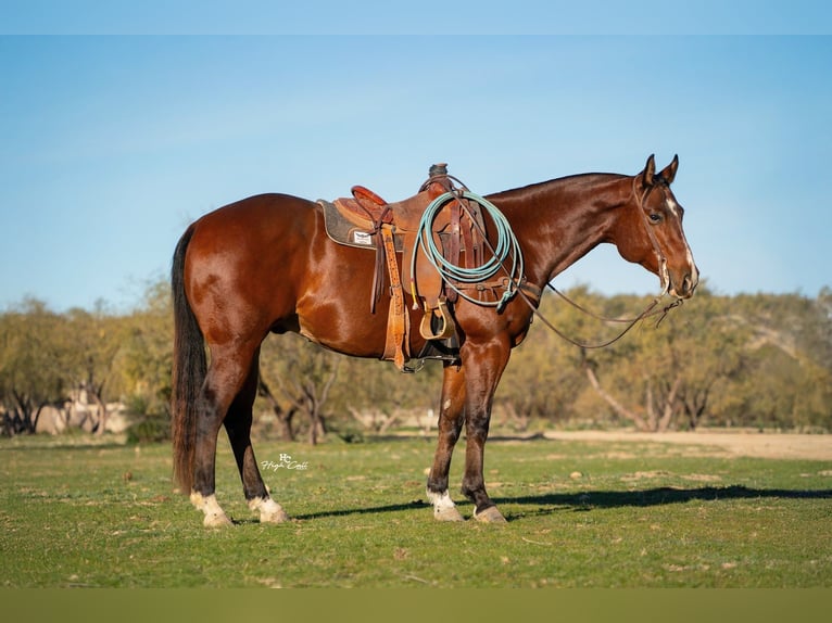 American Quarter Horse Wallach 6 Jahre 157 cm Rotbrauner in Congress