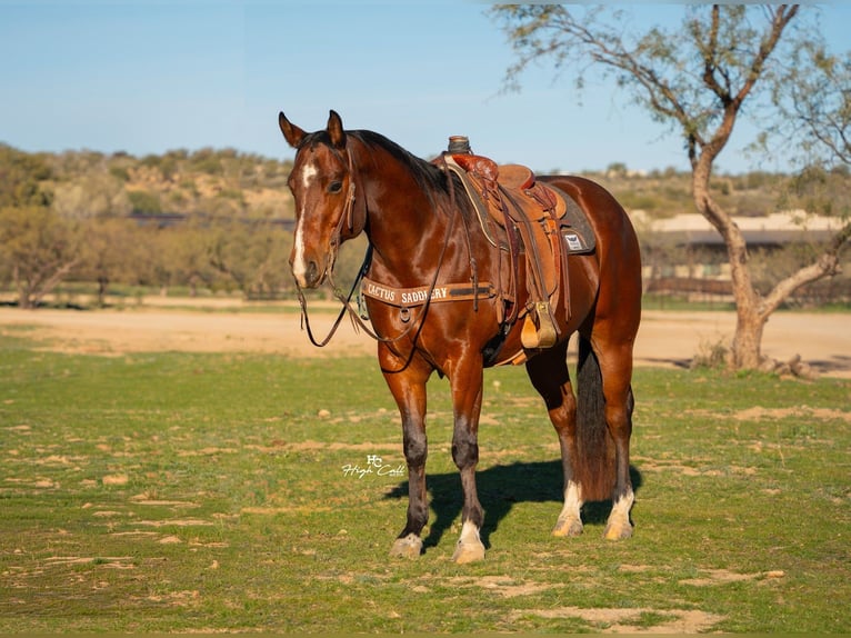 American Quarter Horse Wallach 6 Jahre 157 cm Rotbrauner in Congress