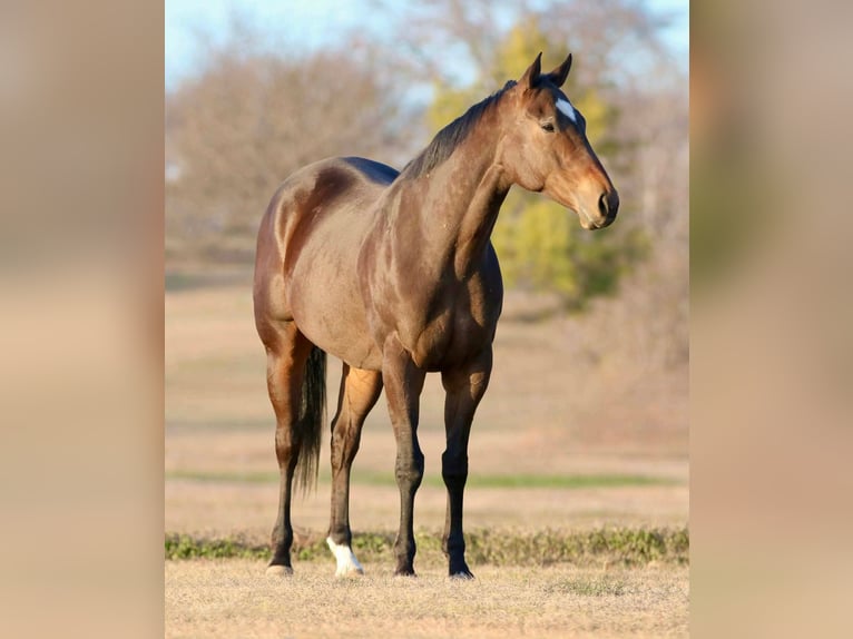 American Quarter Horse Mix Wallach 6 Jahre 157 cm Rotbrauner in Athens