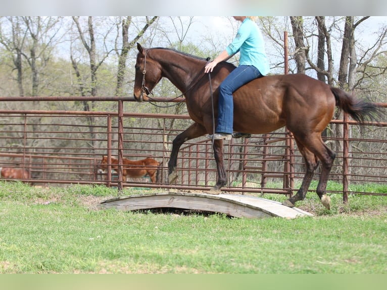 American Quarter Horse Mix Wallach 6 Jahre 157 cm Rotbrauner in Athens