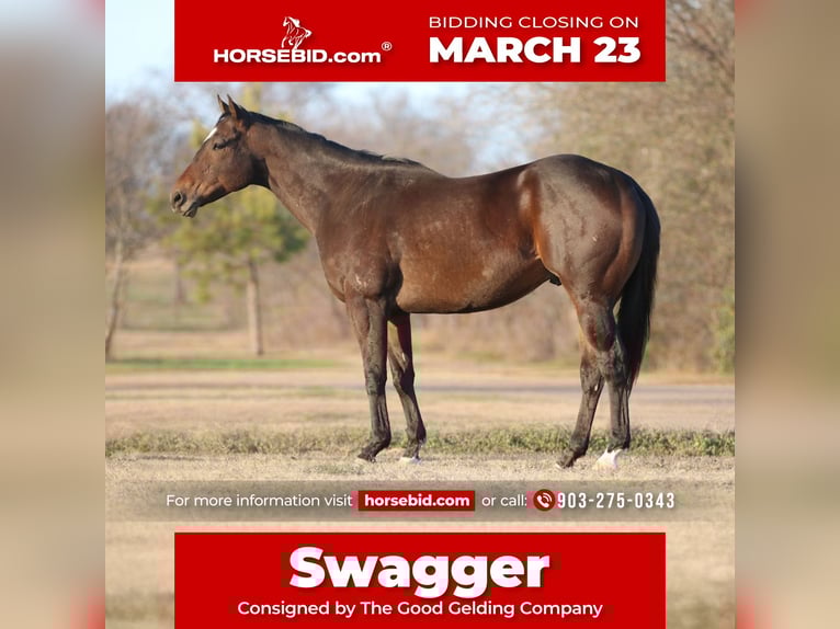 American Quarter Horse Mix Wallach 6 Jahre 157 cm Rotbrauner in Athens