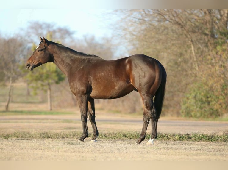 American Quarter Horse Mix Wallach 6 Jahre 157 cm Rotbrauner in Athens