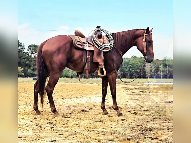 American Quarter Horse Wallach 6 Jahre 157 cm Rotfuchs in Sheridan