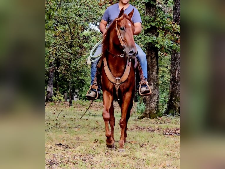 American Quarter Horse Wallach 6 Jahre 157 cm Rotfuchs in Sheridan