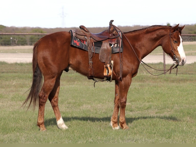 American Quarter Horse Wallach 6 Jahre 157 cm Rotfuchs in Mineral Wells