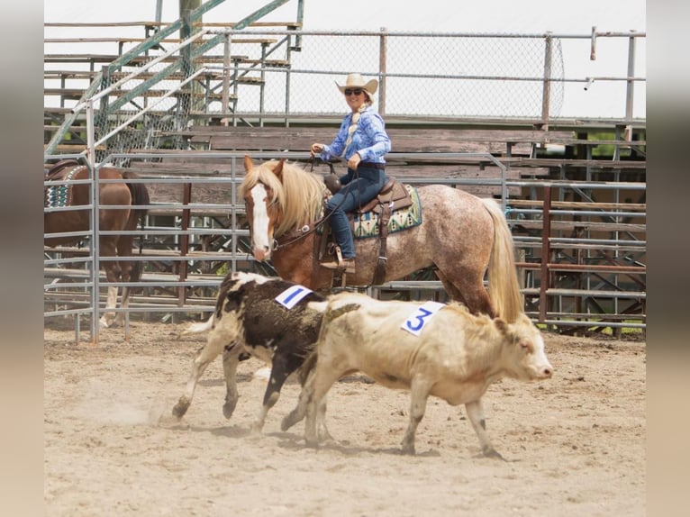 American Quarter Horse Wallach 6 Jahre 157 cm Rotfuchs in Dallas PA
