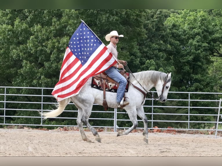 American Quarter Horse Wallach 6 Jahre 157 cm Schimmel in Mount Vernon, MO