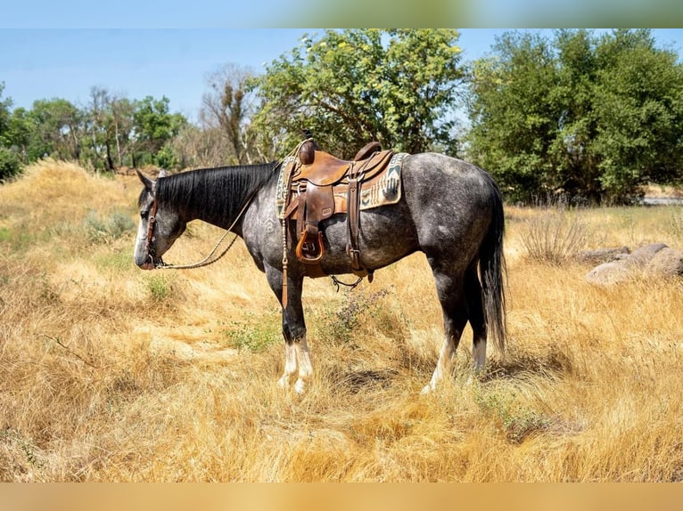 American Quarter Horse Wallach 6 Jahre 157 cm Schimmel in Waterford, CA