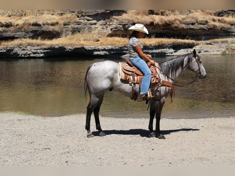 American Quarter Horse Wallach 6 Jahre 157 cm Schimmel in Waterford, CA