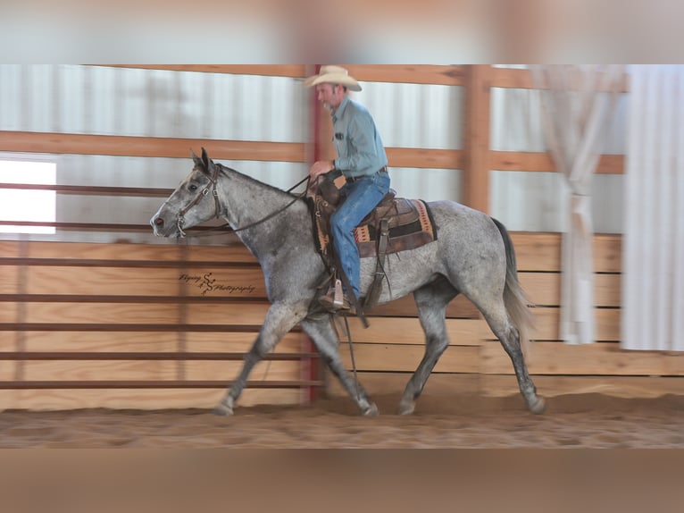 American Quarter Horse Wallach 6 Jahre 157 cm Schimmel in Harwood