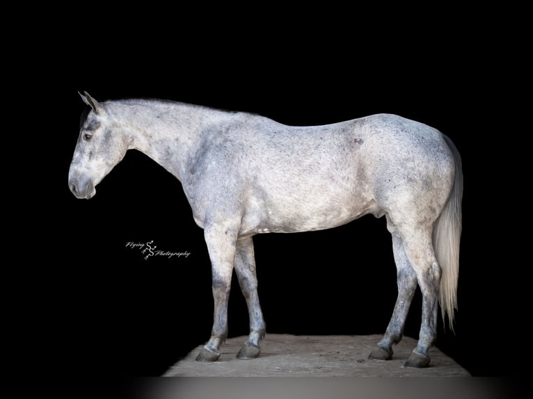 American Quarter Horse Wallach 6 Jahre 157 cm Schimmel in Harwood