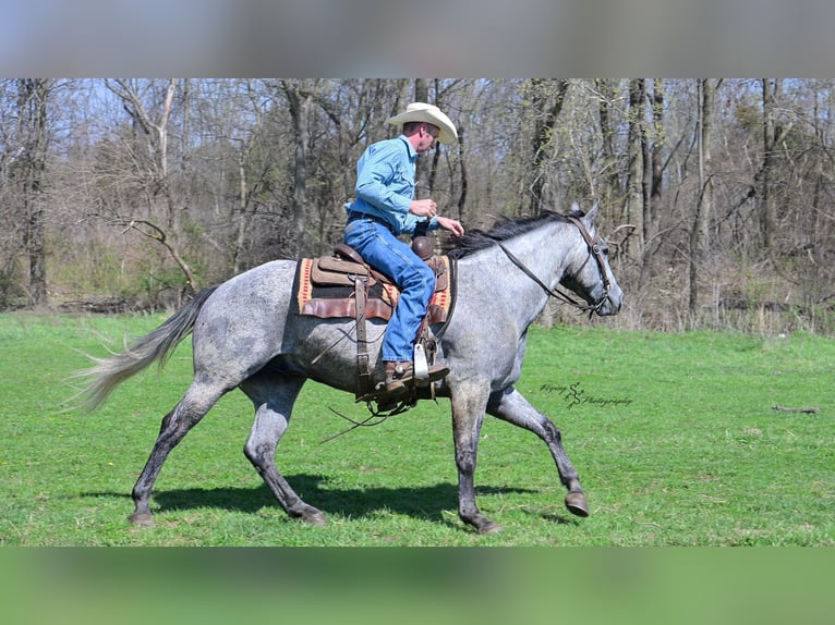 American Quarter Horse Wallach 6 Jahre 157 cm Schimmel in Harwood