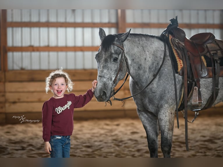 American Quarter Horse Wallach 6 Jahre 157 cm Schimmel in Harwood