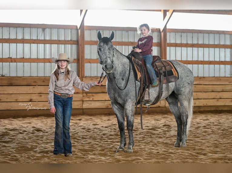 American Quarter Horse Wallach 6 Jahre 157 cm Schimmel in Harwood
