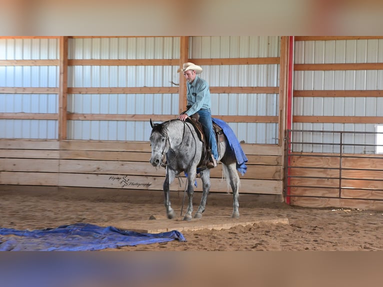 American Quarter Horse Wallach 6 Jahre 157 cm Schimmel in Harwood