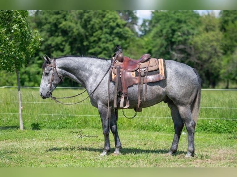 American Quarter Horse Wallach 6 Jahre 157 cm Schimmel in Harwood