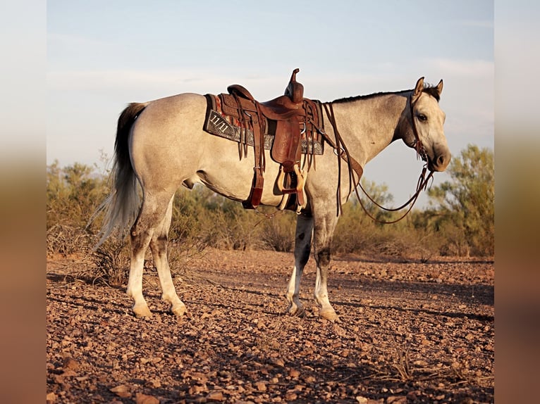 American Quarter Horse Wallach 6 Jahre 157 cm Schimmel in Marana