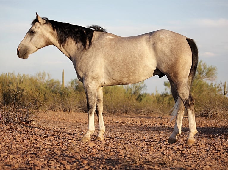 American Quarter Horse Wallach 6 Jahre 157 cm Schimmel in Marana