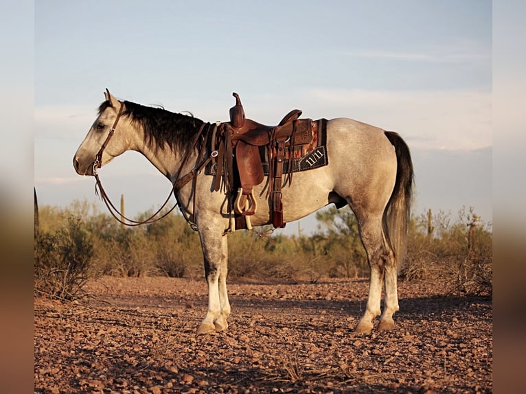American Quarter Horse Wallach 6 Jahre 157 cm Schimmel in Marana
