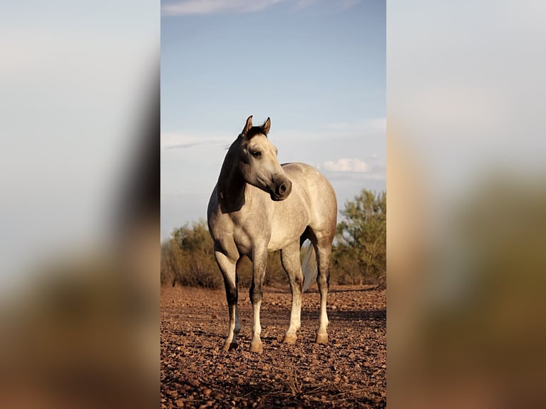American Quarter Horse Wallach 6 Jahre 157 cm Schimmel in Marana