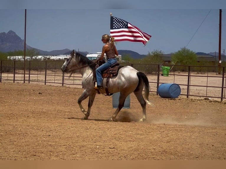 American Quarter Horse Wallach 6 Jahre 157 cm Schimmel in Marana