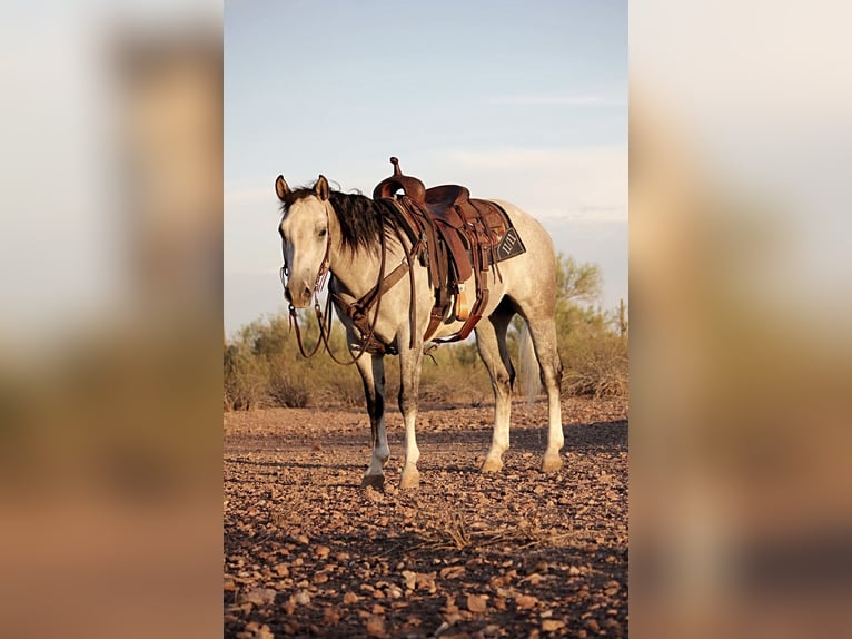 American Quarter Horse Wallach 6 Jahre 157 cm Schimmel in Marana