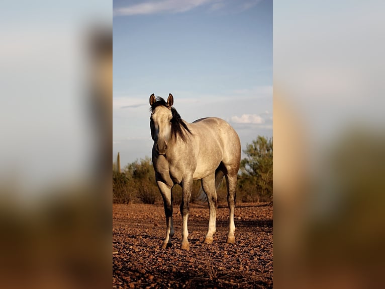 American Quarter Horse Wallach 6 Jahre 157 cm Schimmel in Marana