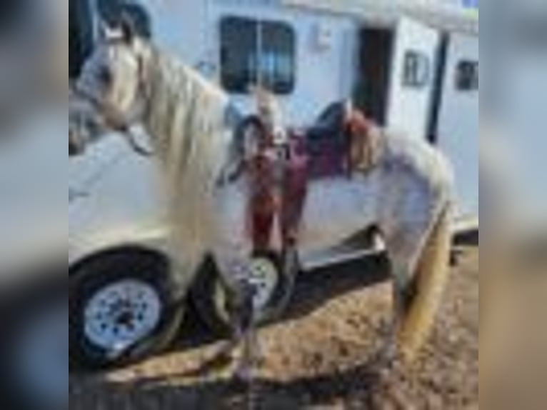 American Quarter Horse Wallach 6 Jahre 157 cm Schimmel in Alhambra CA