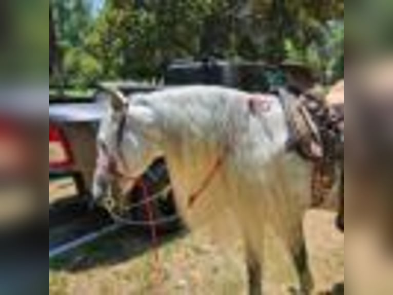 American Quarter Horse Wallach 6 Jahre 157 cm Schimmel in Alhambra CA