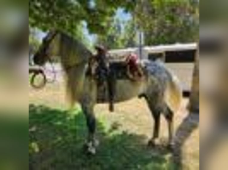 American Quarter Horse Wallach 6 Jahre 157 cm Schimmel in Alhambra CA