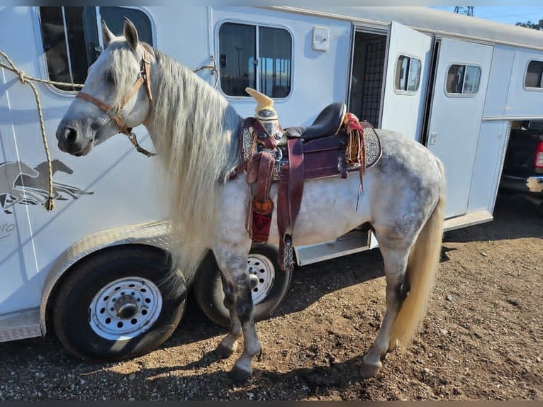 American Quarter Horse Wallach 6 Jahre 157 cm Schimmel in Alhambra CA