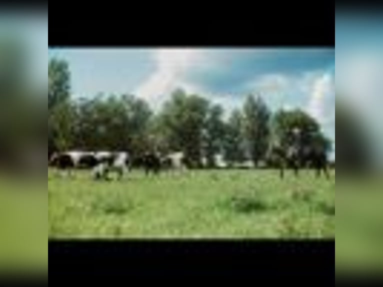 American Quarter Horse Wallach 6 Jahre 157 cm Schimmel in Cole Camp MO