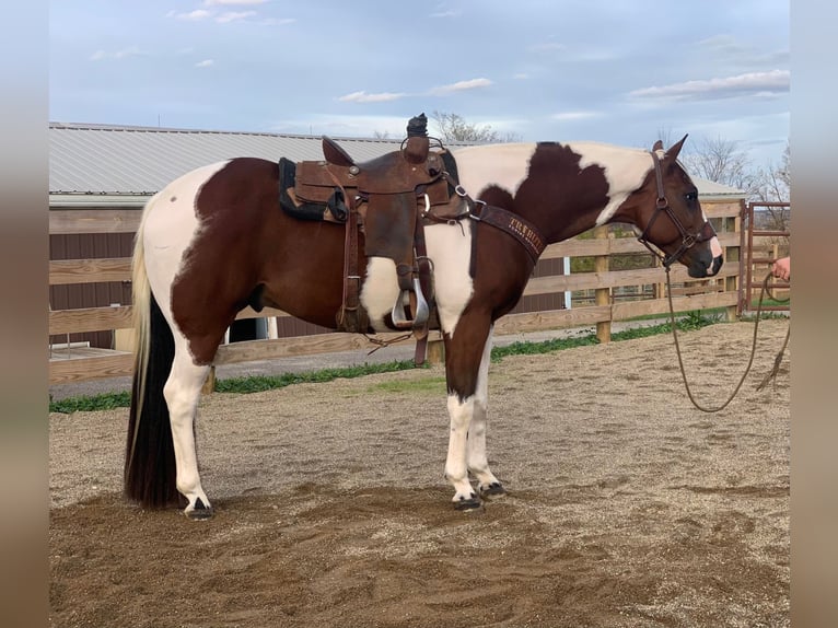 American Quarter Horse Wallach 6 Jahre 157 cm Tobiano-alle-Farben in Ashland, OH