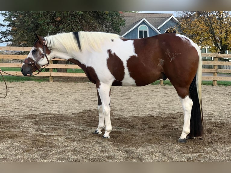 American Quarter Horse Wallach 6 Jahre 157 cm Tobiano-alle-Farben in Ashland, OH