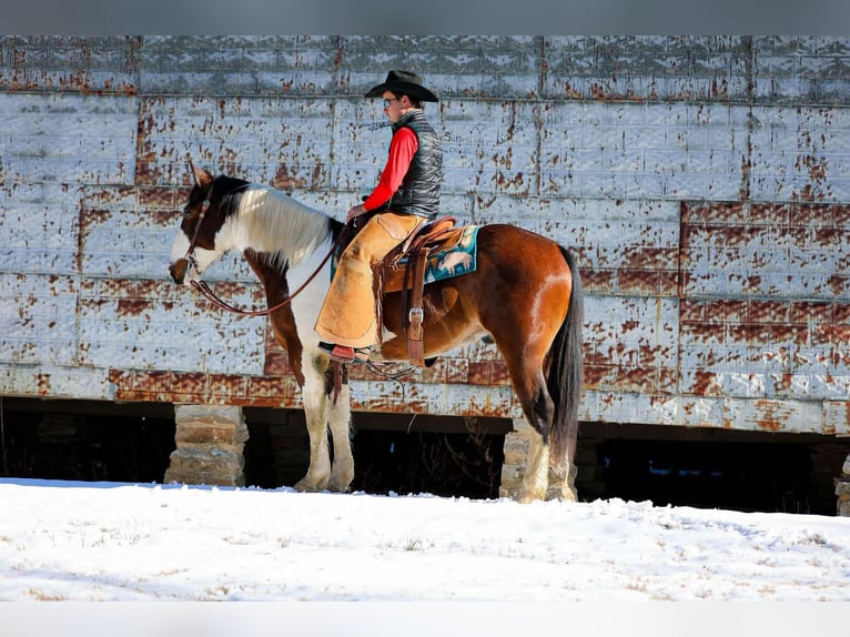 American Quarter Horse Wallach 6 Jahre 157 cm Tobiano-alle-Farben in Santa Fe TN