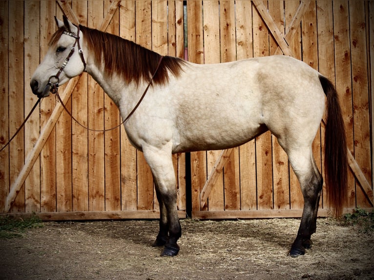 American Quarter Horse Wallach 6 Jahre 160 cm Buckskin in Fort Collins