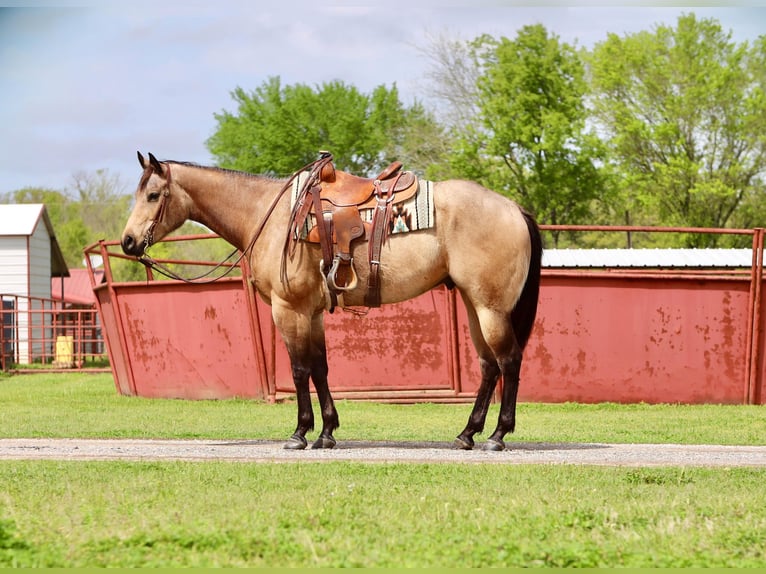 American Quarter Horse Wallach 6 Jahre 160 cm Buckskin in Grand Saline