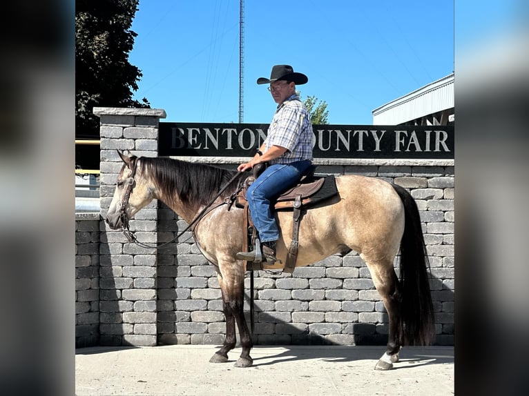American Quarter Horse Wallach 6 Jahre 160 cm Buckskin in LISBON, IA
