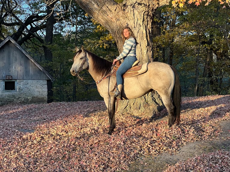 American Quarter Horse Wallach 6 Jahre 160 cm Buckskin in LISBON, IA