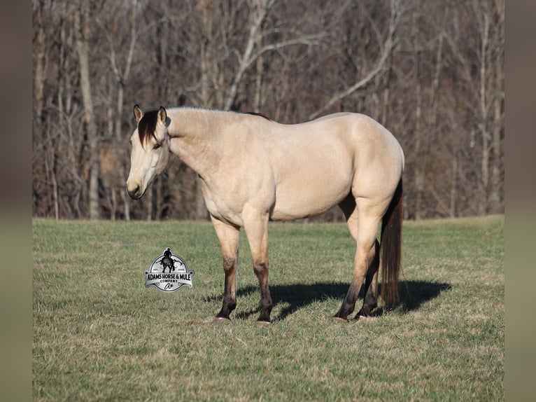 American Quarter Horse Wallach 6 Jahre 160 cm Buckskin in Mount Vernon
