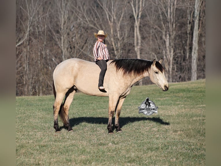 American Quarter Horse Wallach 6 Jahre 160 cm Buckskin in Mount Vernon