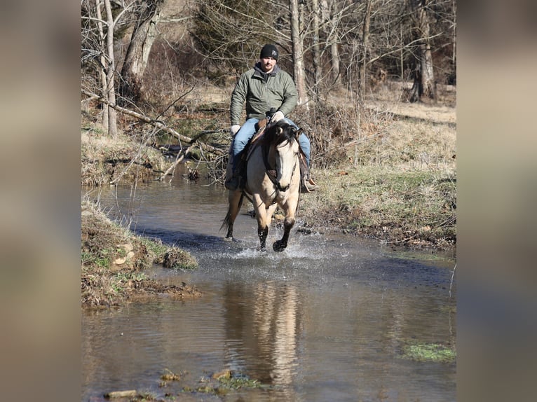 American Quarter Horse Wallach 6 Jahre 160 cm Buckskin in Mount Vernon